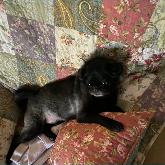 Follow me game❤️🐶 - Picture 3 of 4